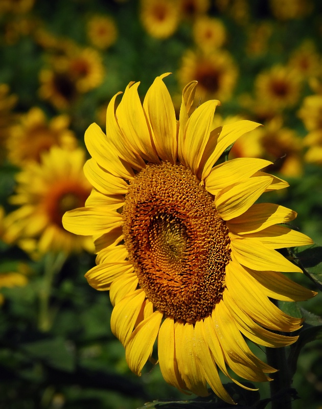 Field Of Sunshine