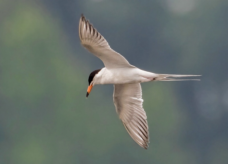 Tern in Flight    