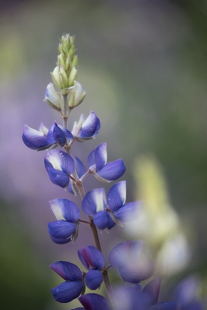 Lupine