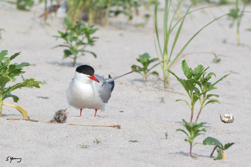 Tern With Baby and Empty Egg; Nickerson Beach, NY - ID: 14946921 © Richard S. Young