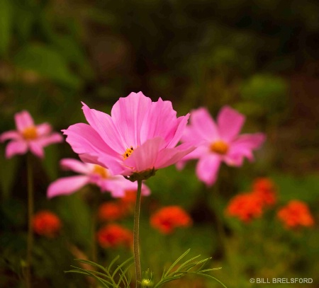 COSMOS AND MARIGOLDS