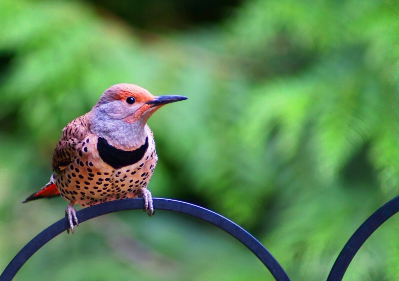 Watching Closely - Northern Flicker Woodpecker