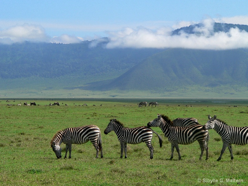 Zebras in Ngorongoro Crater, Tanzania - ID: 14947126 © Sibylle G. Mattern