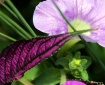 Purple Passion...