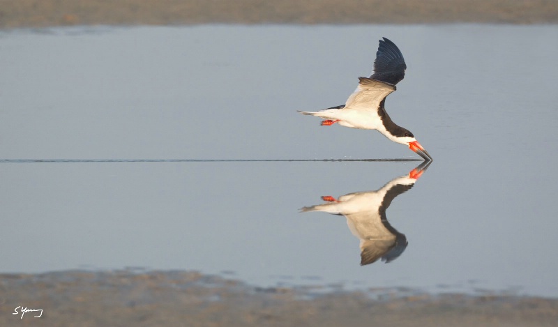 Black Skimmer; Nickerson Beach, NY - ID: 14947801 © Richard S. Young