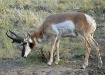 Pronghorn