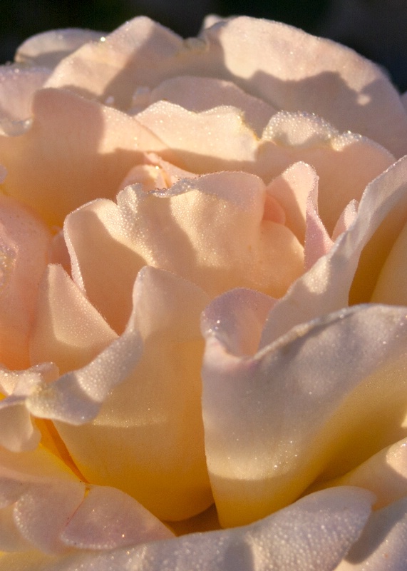 Rose in Morning Dew