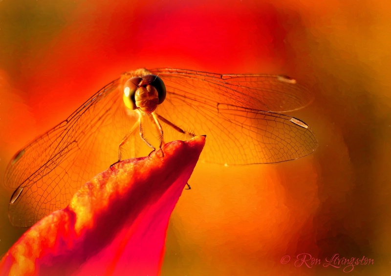 Dragonfly on Red