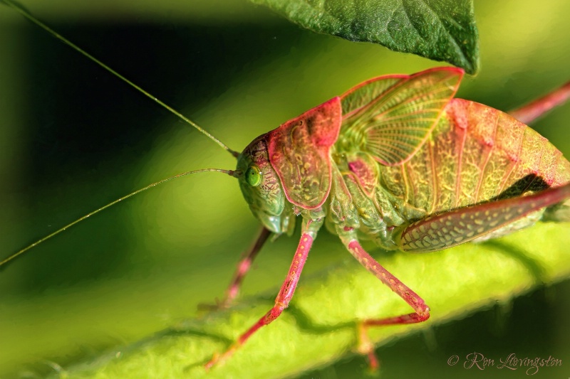 Katydid