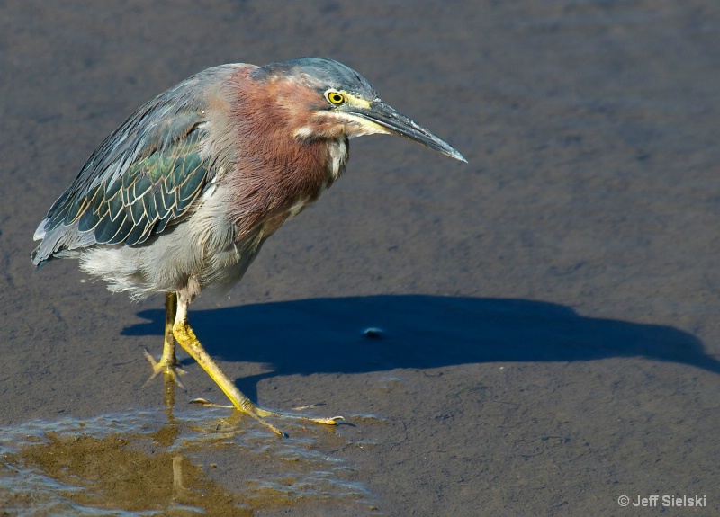 Little Old Man Look!!  Little Green Heron 