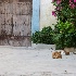 2Cats in Rabat - ID: 14948092 © Ilir Dugolli