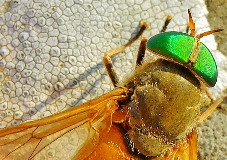Chrysomyiga, May-Bug