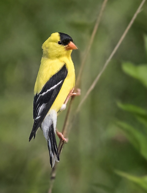 American Goldfinch    