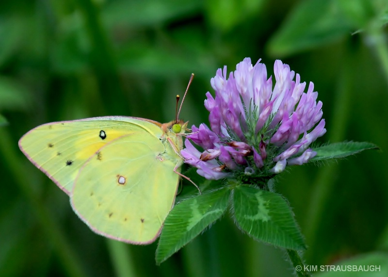 Nectar Sipping