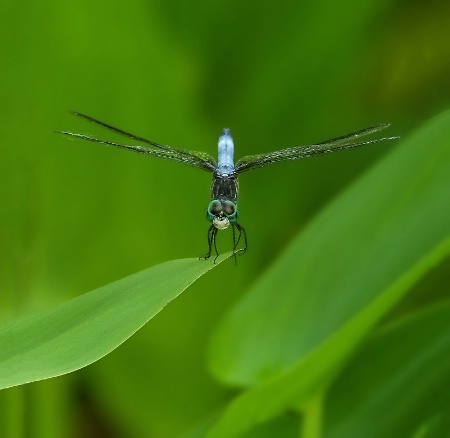 The Photo Contest 2nd Place Winner - Dragonfly