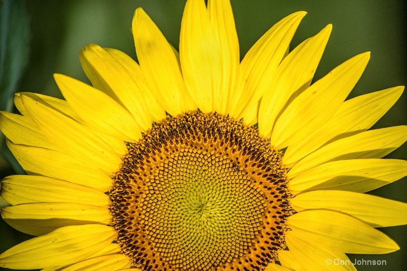 Sunflower Close-Up 3-0 f lr 7-10-15 j081