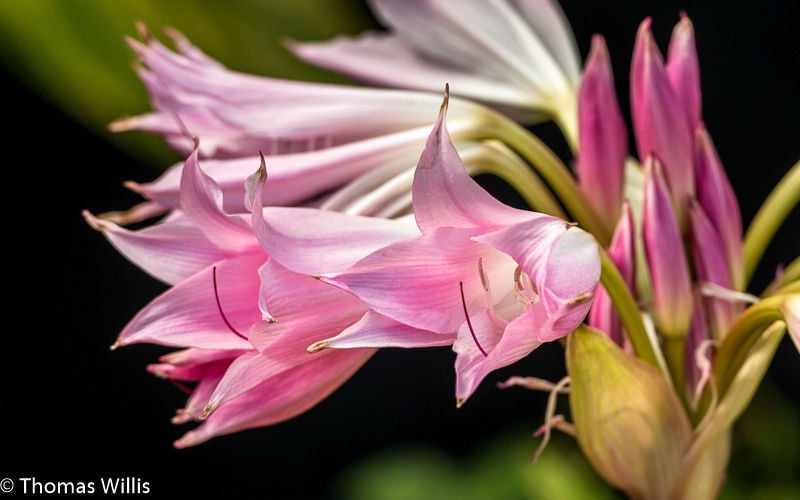 Unknown type lily