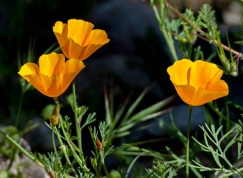 Poppies, probably California poppies