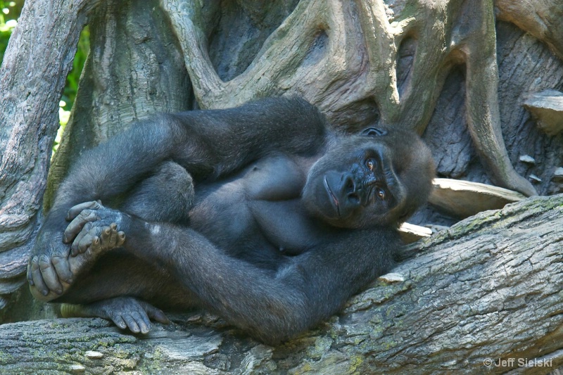 My Feet Hurt!!  Lowland Gorilla