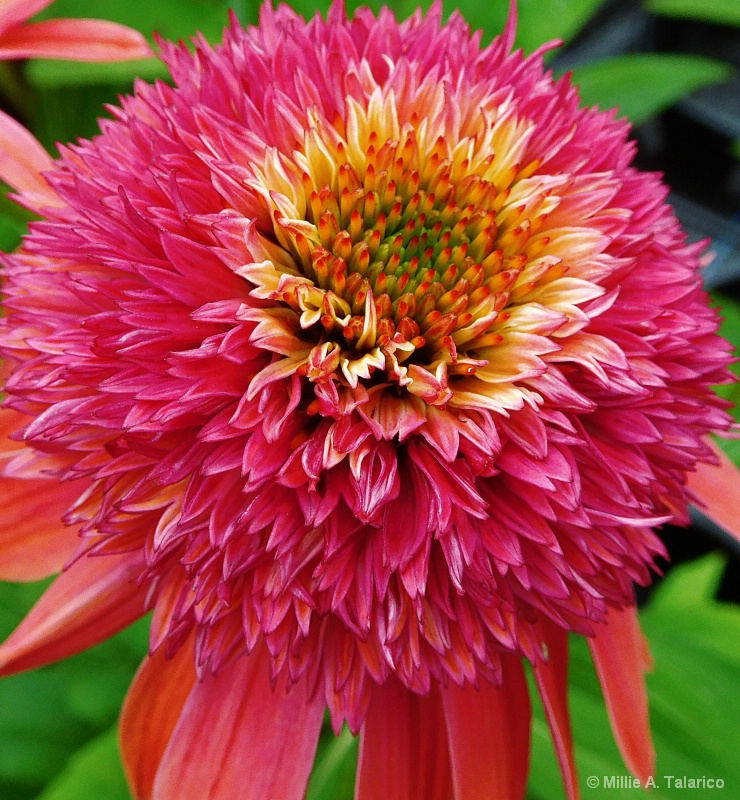 Colorful Coneflower