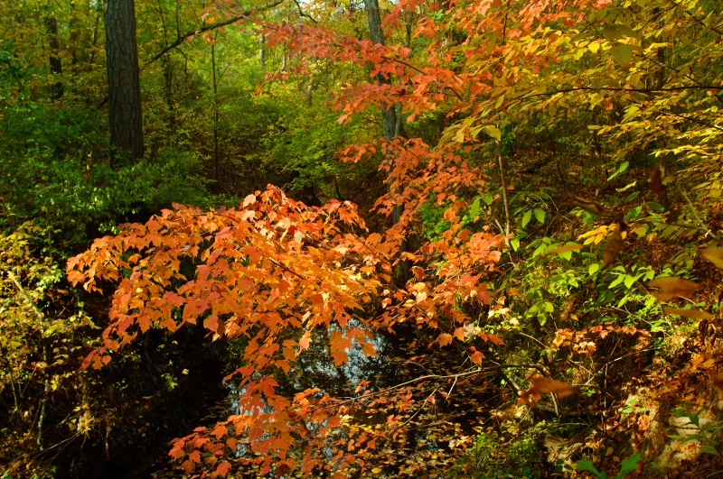 Maple in small creek, 2011