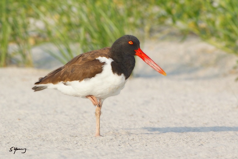 Oyster Catcher; Nickerson Beach, NY - ID: 14949499 © Richard S. Young