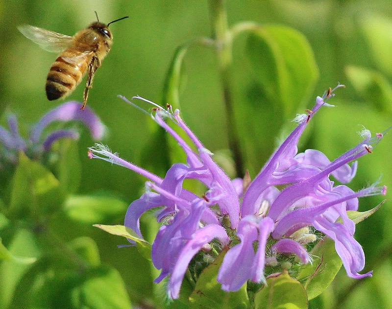 Honeybee in Flight To Bee Balm