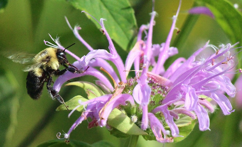 Bumble Bee On Purple Bee Balm
