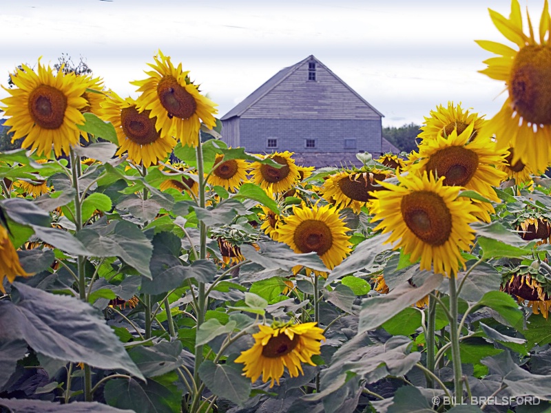 SUNFLOWERS