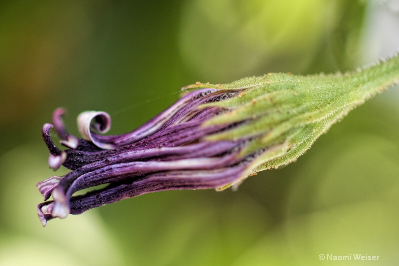 Purple Curl