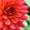 Pink Delight...