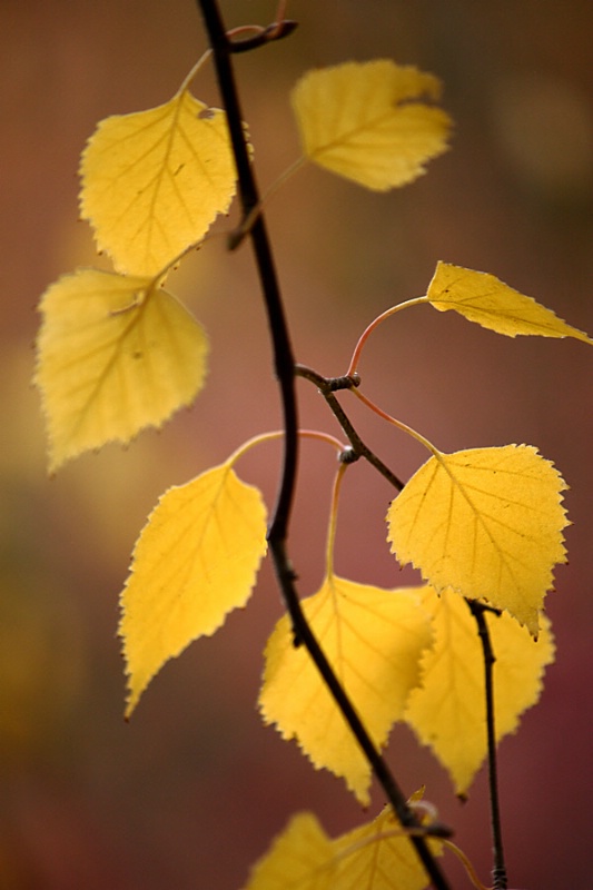 Birch leaves in autumn#2
