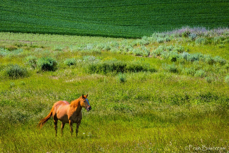 Solitary Horse on a Palouse Landscape - ID: 14950020 © Fran  Bastress