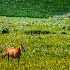 2Solitary Horse on a Palouse Landscape - ID: 14950020 © Fran  Bastress