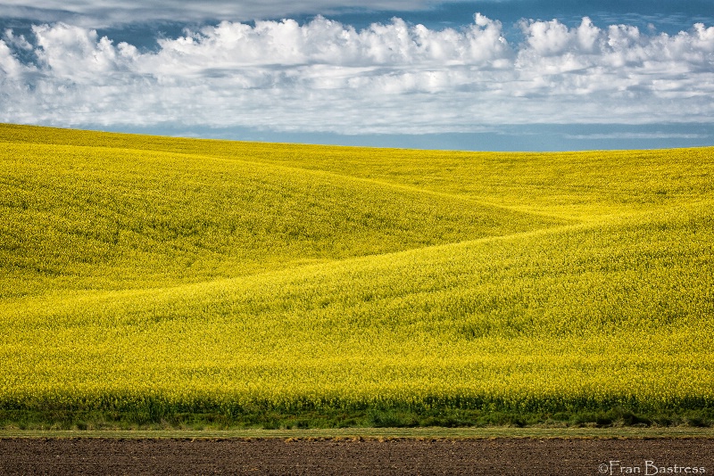 Dancing Clouds over a Canola Field - ID: 14950081 © Fran  Bastress