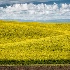 2Dancing Clouds over a Canola Field - ID: 14950081 © Fran  Bastress