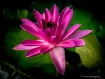 Water Lily