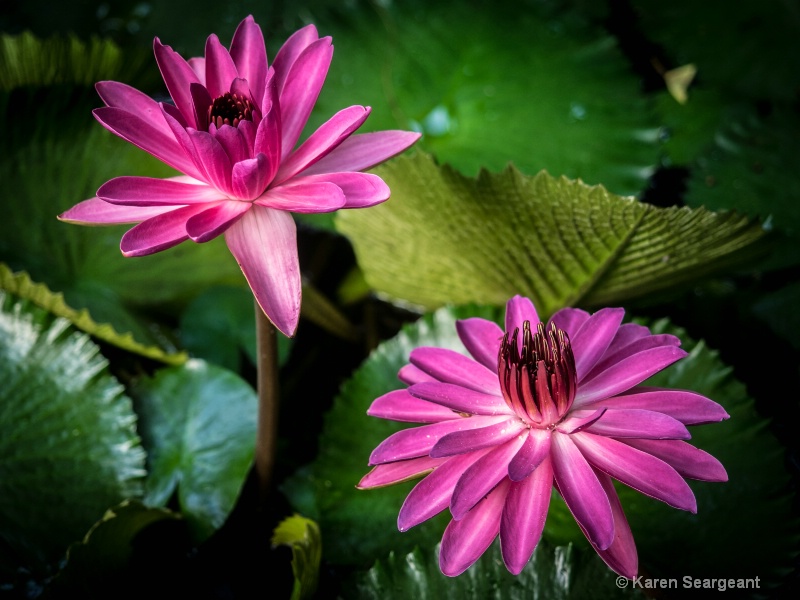 Pink Lilies