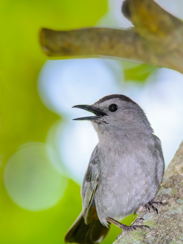 Gray Catbird Singing