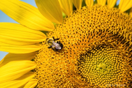 Bee and Sunflower 3-0 f lr 7-10-15 j110