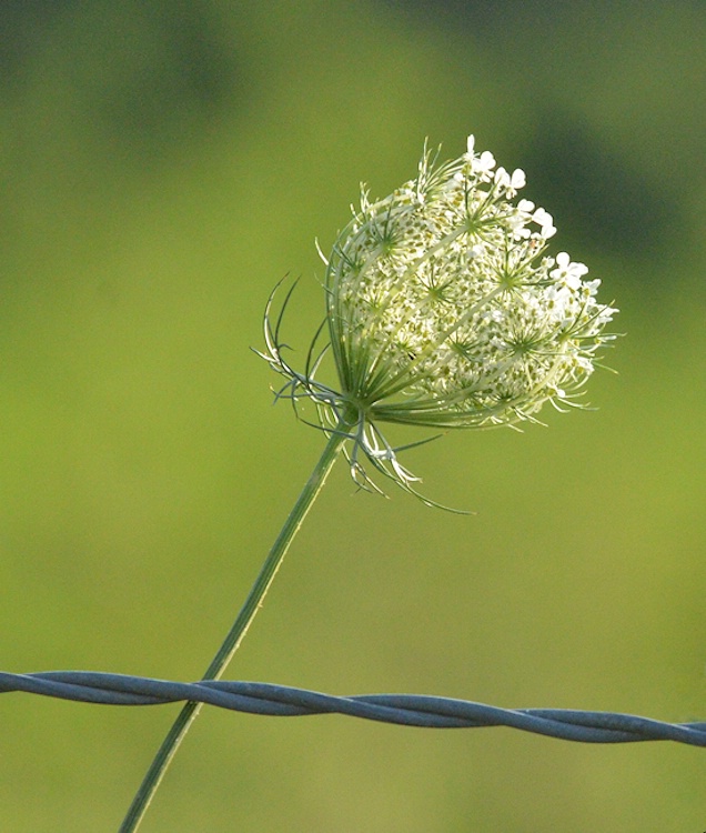 Queen Ann's Lace