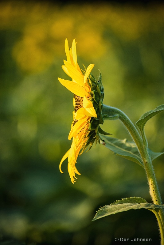 Sunflower Profile 3-0 f lr 7-10-15 j022