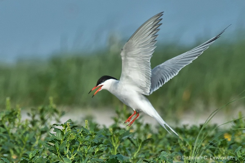 Common Tern