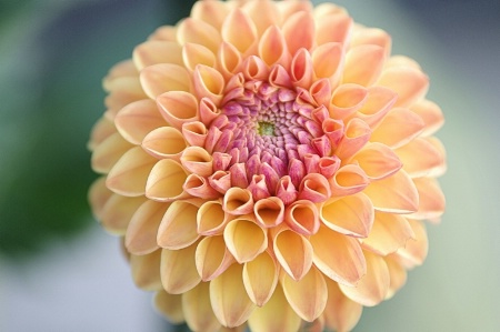 Dahlia 2015