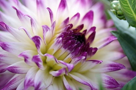 Dahlia 2015