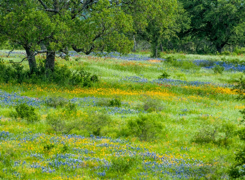 Live Oaks, Bluebonnets and mixed flowers