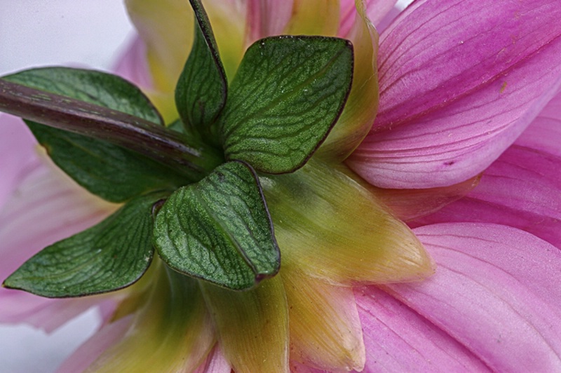 Backview of a Dahlia