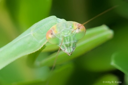 Baby Praying Mantis Saying Hello