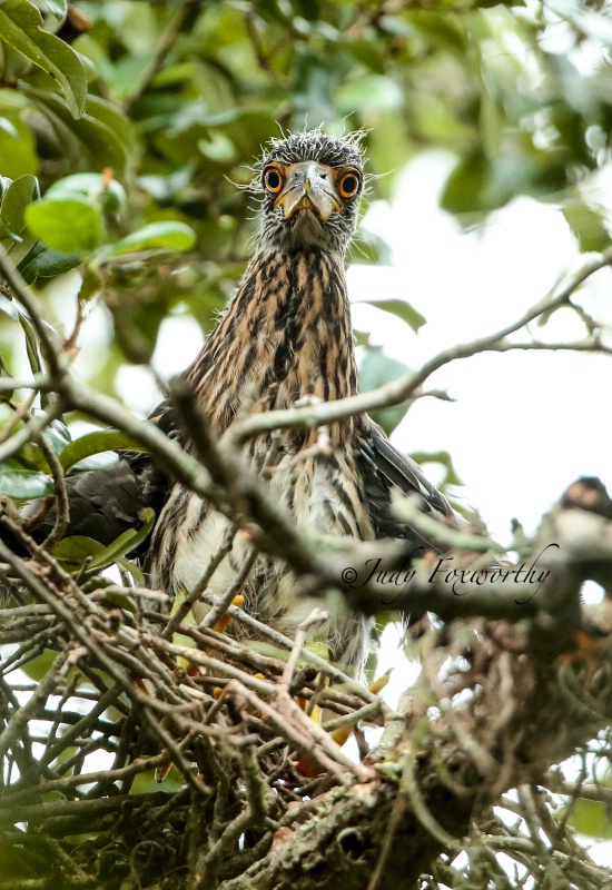 Yellow-crowned Night Heron Unfledged Chick
