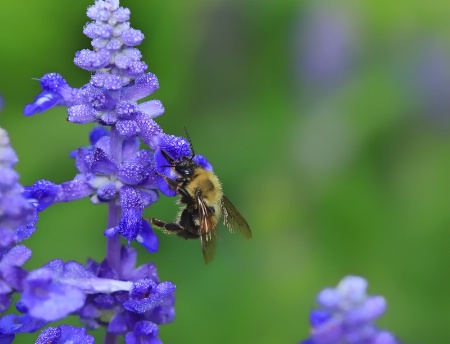 Bee in Blue